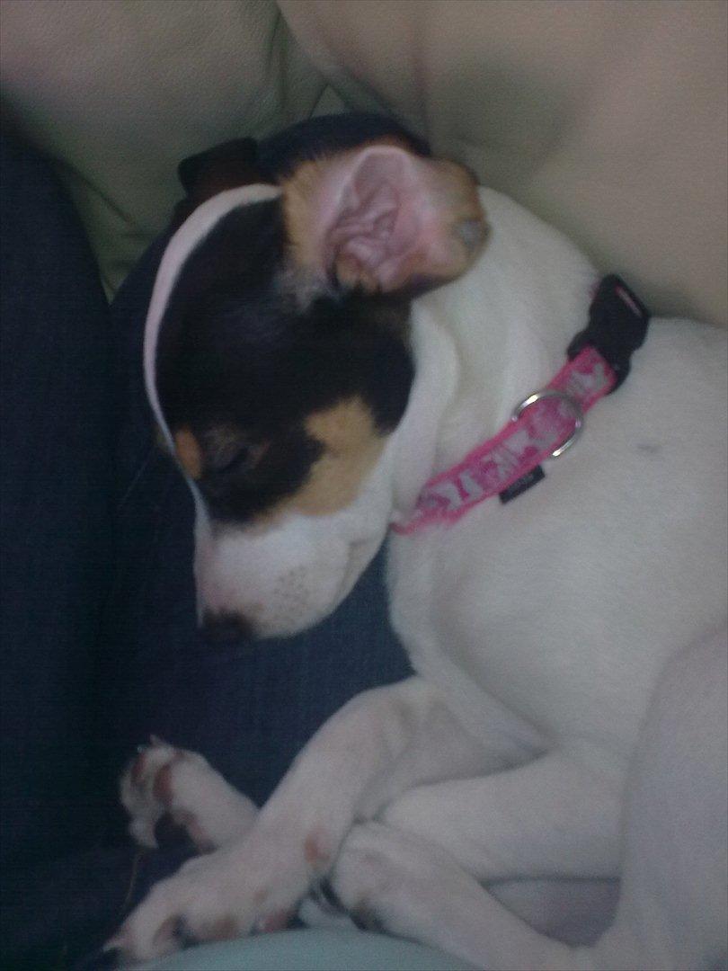 Dansk svensk gaardhund futte billede 1