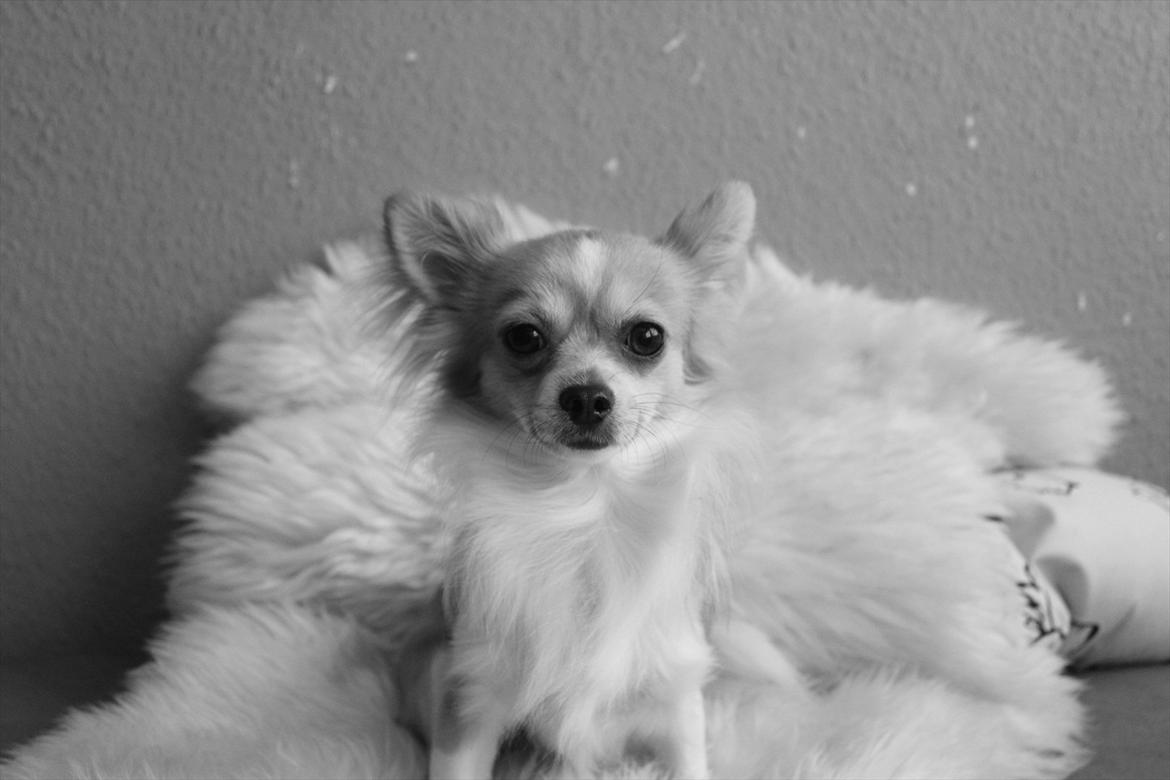 Chihuahua ¨˜”°º•Bailey•º°”˜¨ billede 3