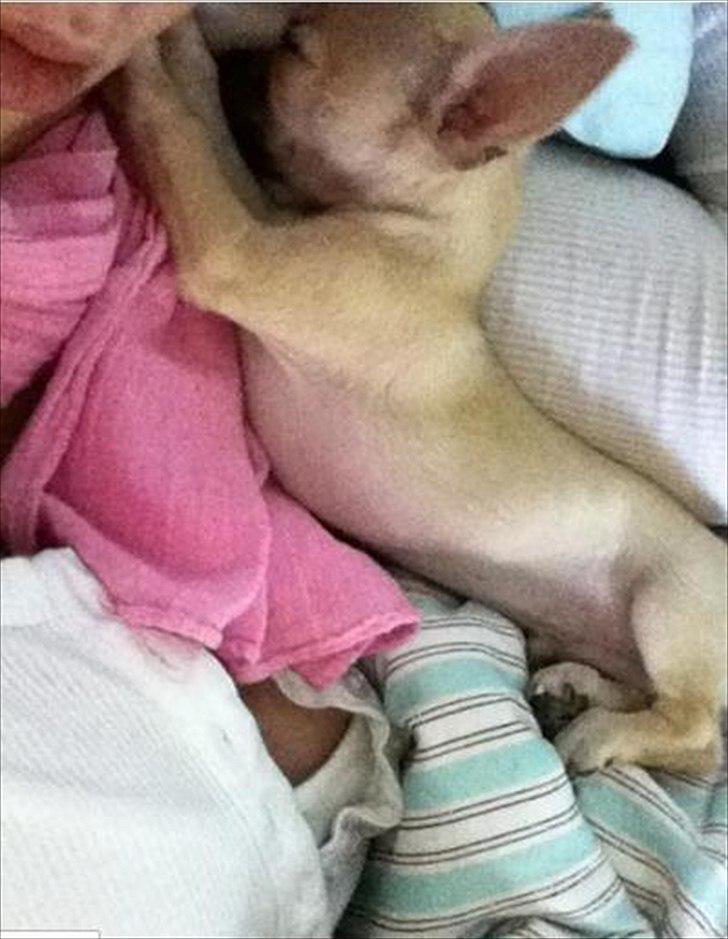 Blanding af racer Eddie. - Lad mig nu sooooveeee billede 5