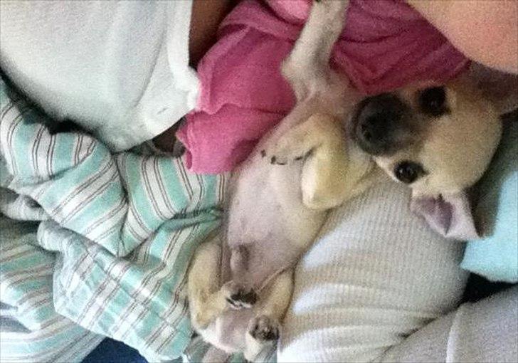 Blanding af racer Eddie. - Hej HG :-) billede 6