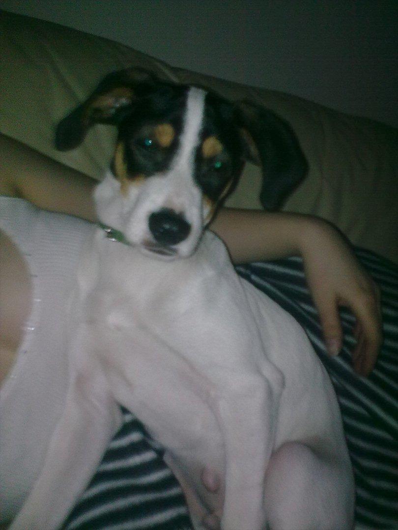 Dansk svensk gaardhund futte billede 2