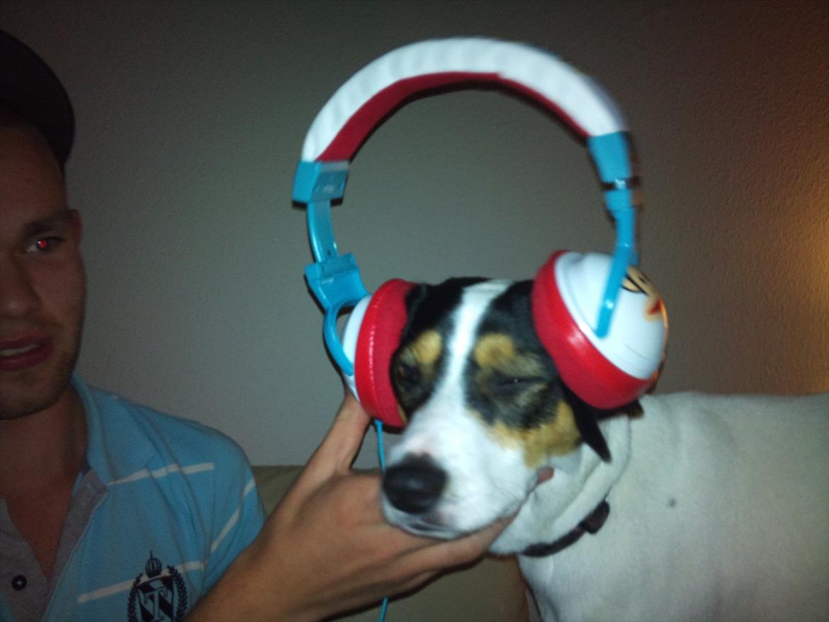 Dansk svensk gaardhund futte billede 3