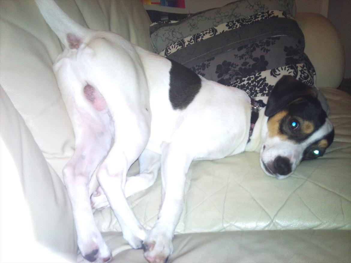 Dansk svensk gaardhund futte billede 4