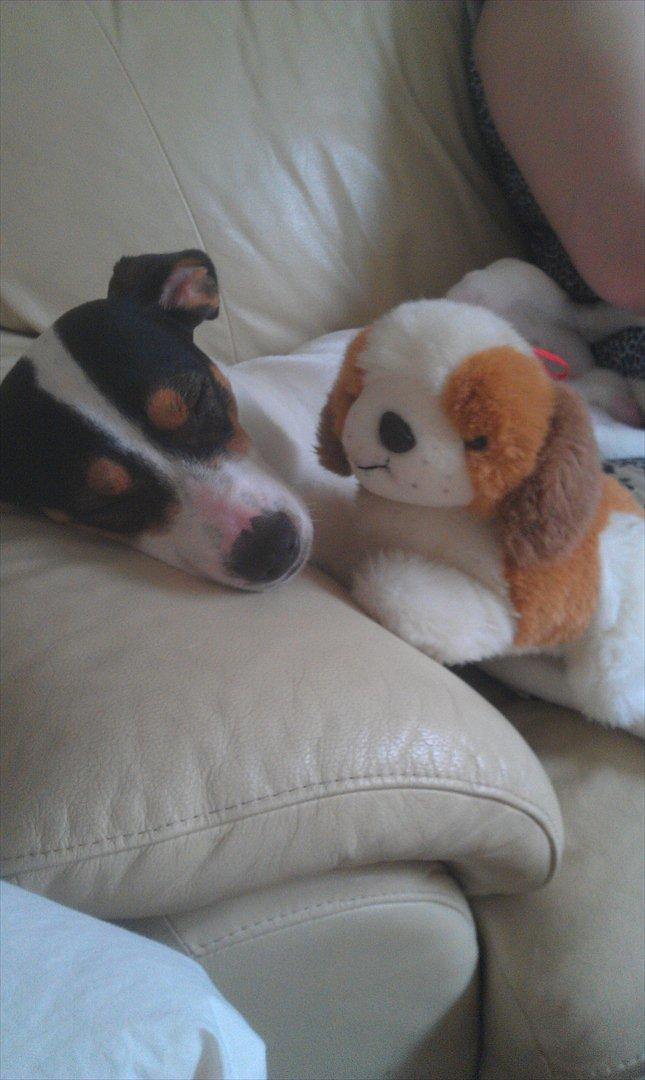 Dansk svensk gaardhund futte billede 5