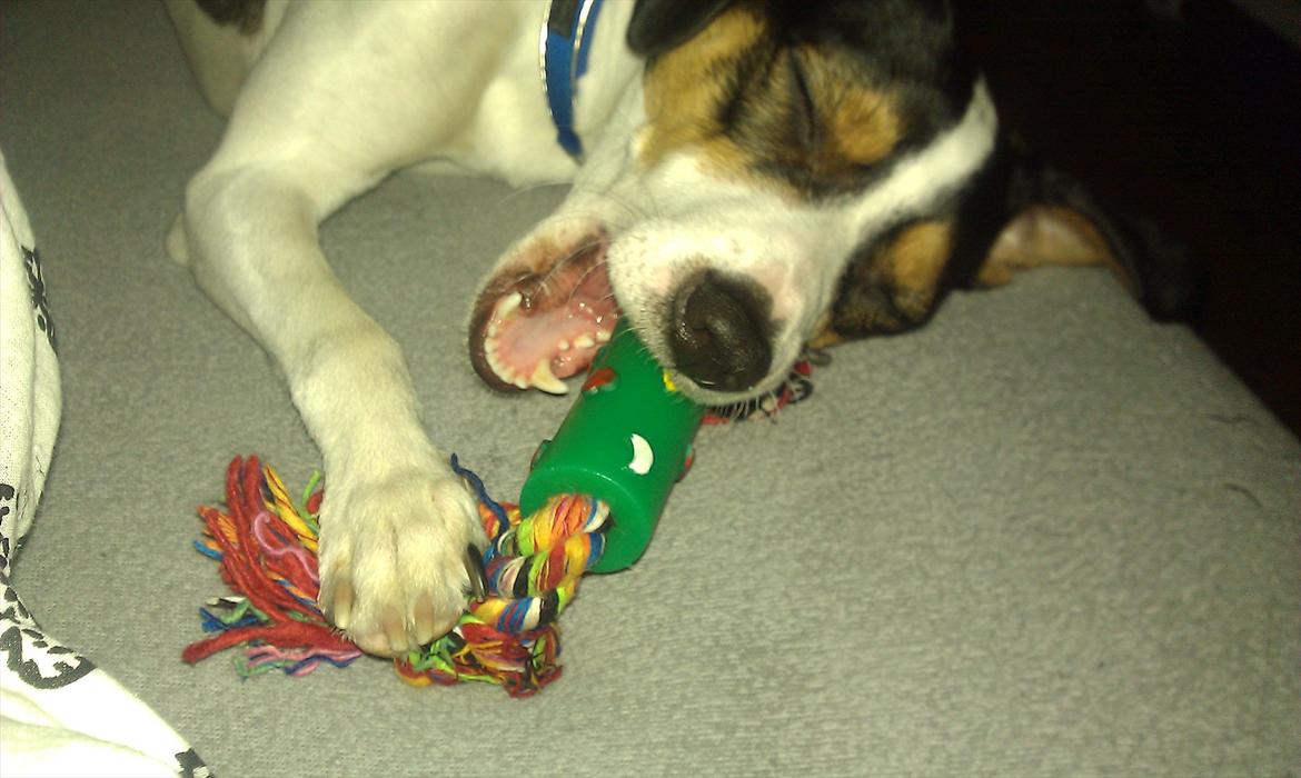 Dansk svensk gaardhund futte billede 6