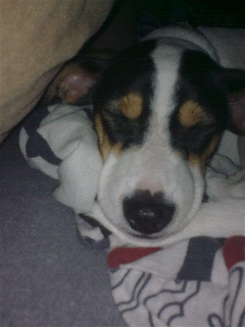 Dansk svensk gaardhund futte billede 7