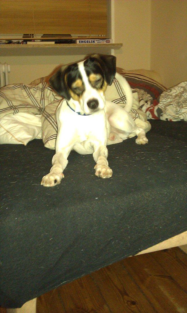 Dansk svensk gaardhund futte billede 8