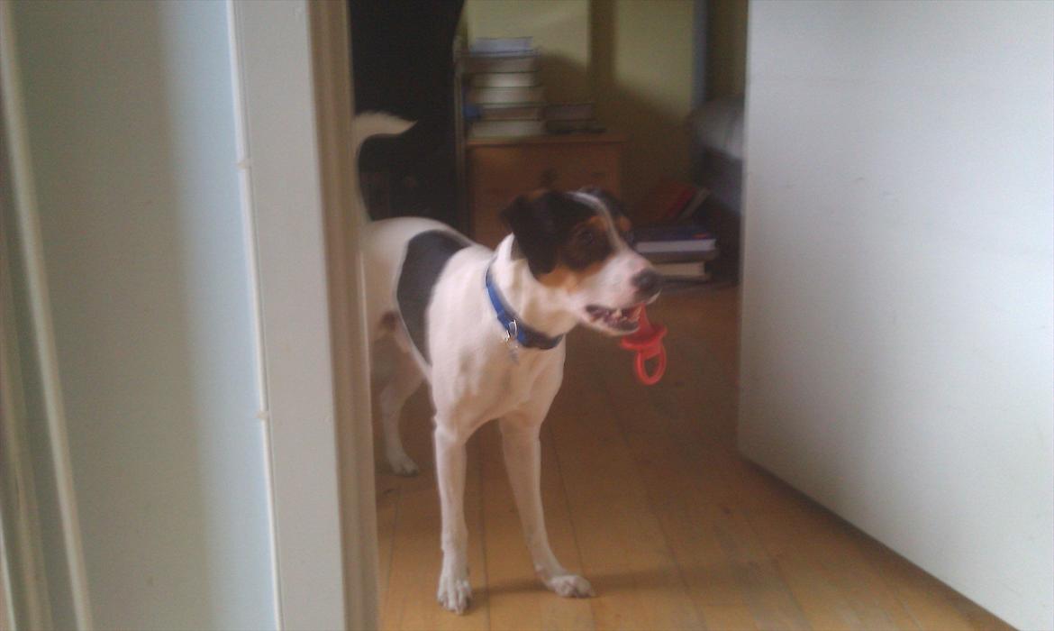 Dansk svensk gaardhund futte billede 9