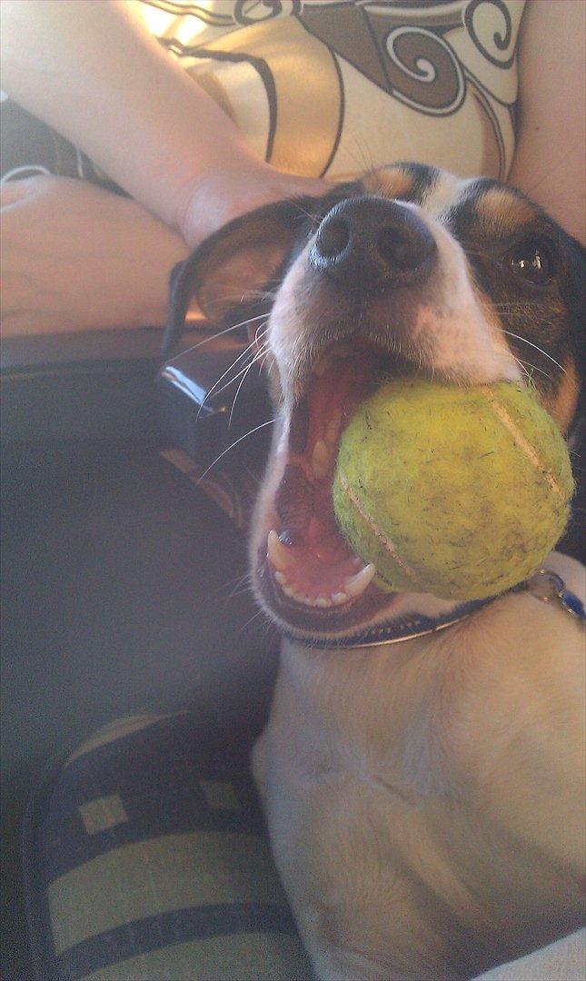 Dansk svensk gaardhund futte billede 10