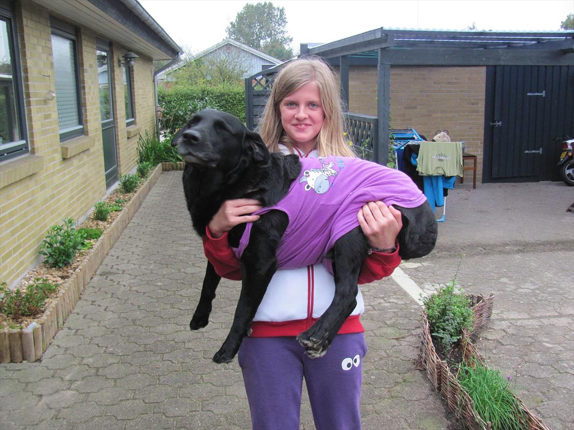 Labrador retriever Max - Ahhhh billede 6