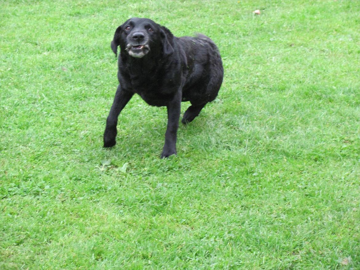Labrador retriever Max - Smaske ''du må ikke tage billedet!!'' Jeg har lidt rullet mig billede 7