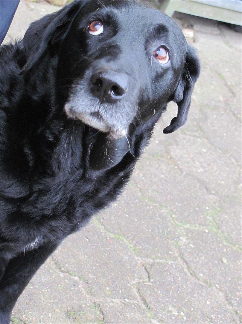 Labrador retriever Max billede 8