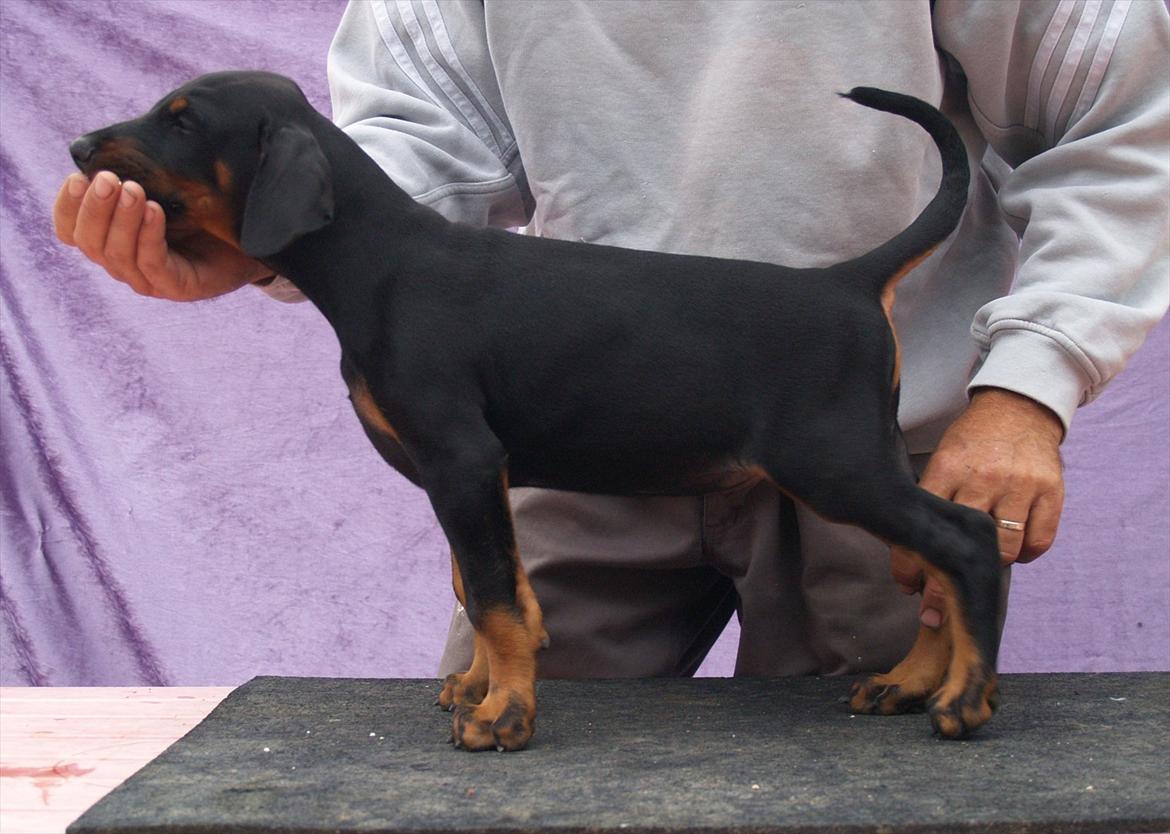 Dobermann Proud Danish Damian (Simba) - 8 uger billede 9