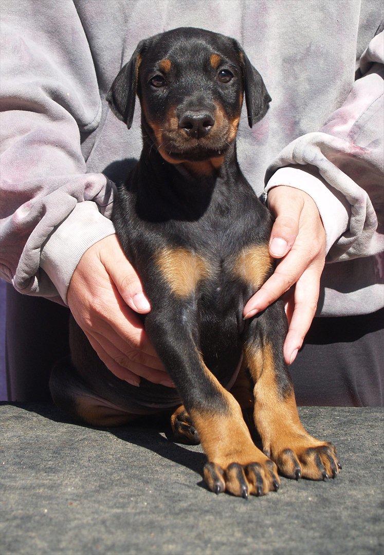 Dobermann Proud Danish Damian (Simba) - 6½ uge billede 6