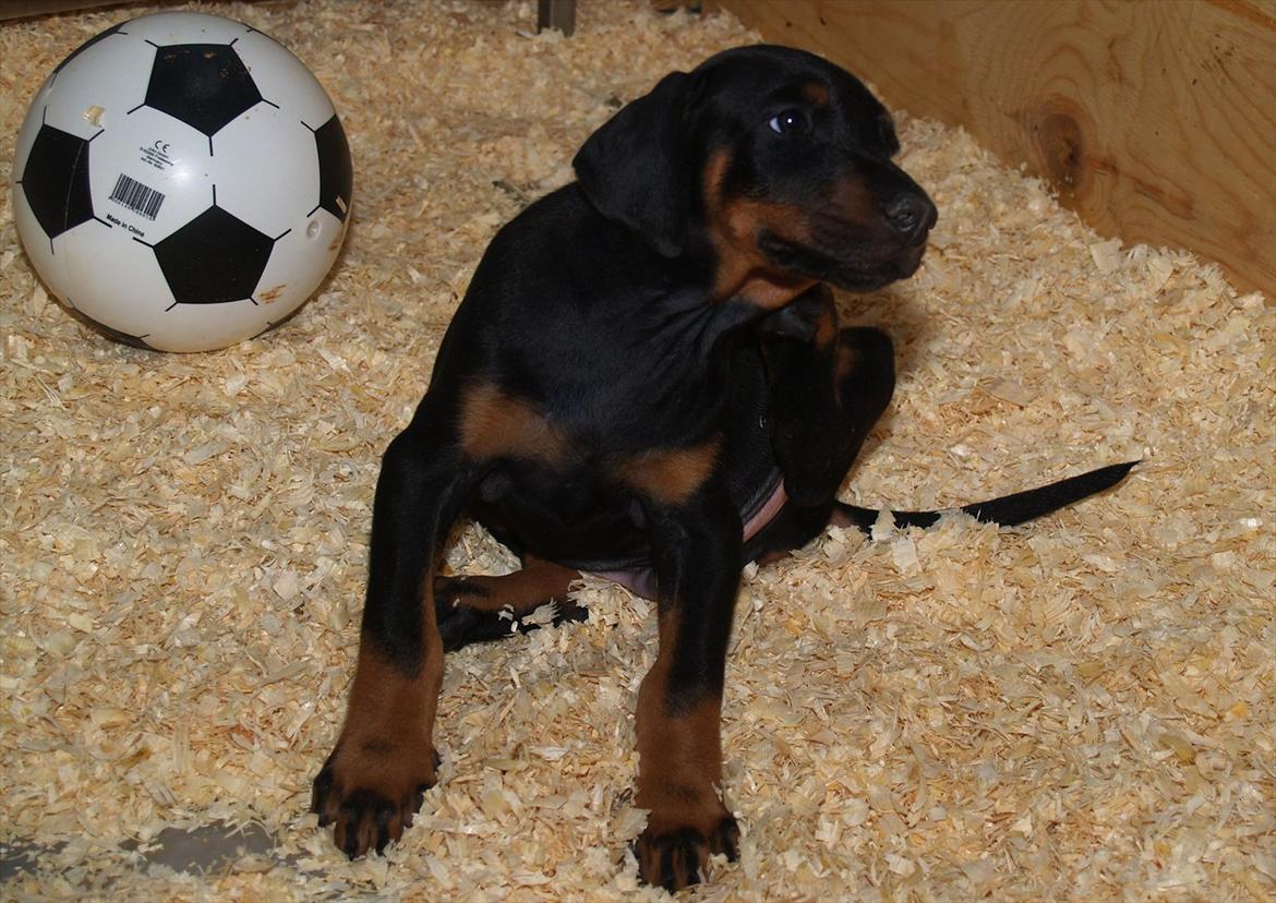 Dobermann Proud Danish Damian (Simba) - 6½ uge billede 7