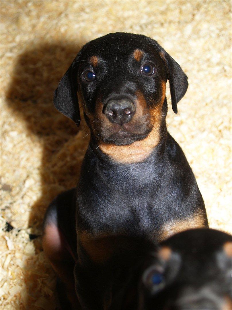 Dobermann Proud Danish Damian (Simba) - 6½ uge billede 8