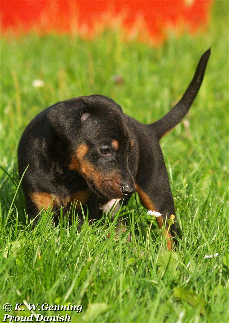 Dobermann Proud Danish Damian (Simba) - 4½ uge billede 3