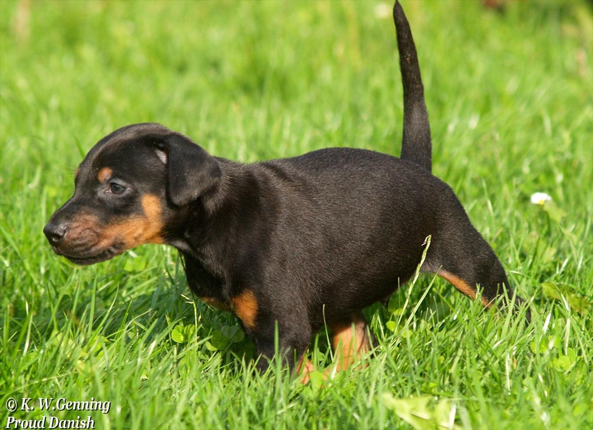 Dobermann Proud Danish Damian (Simba) - 4½ uge billede 2