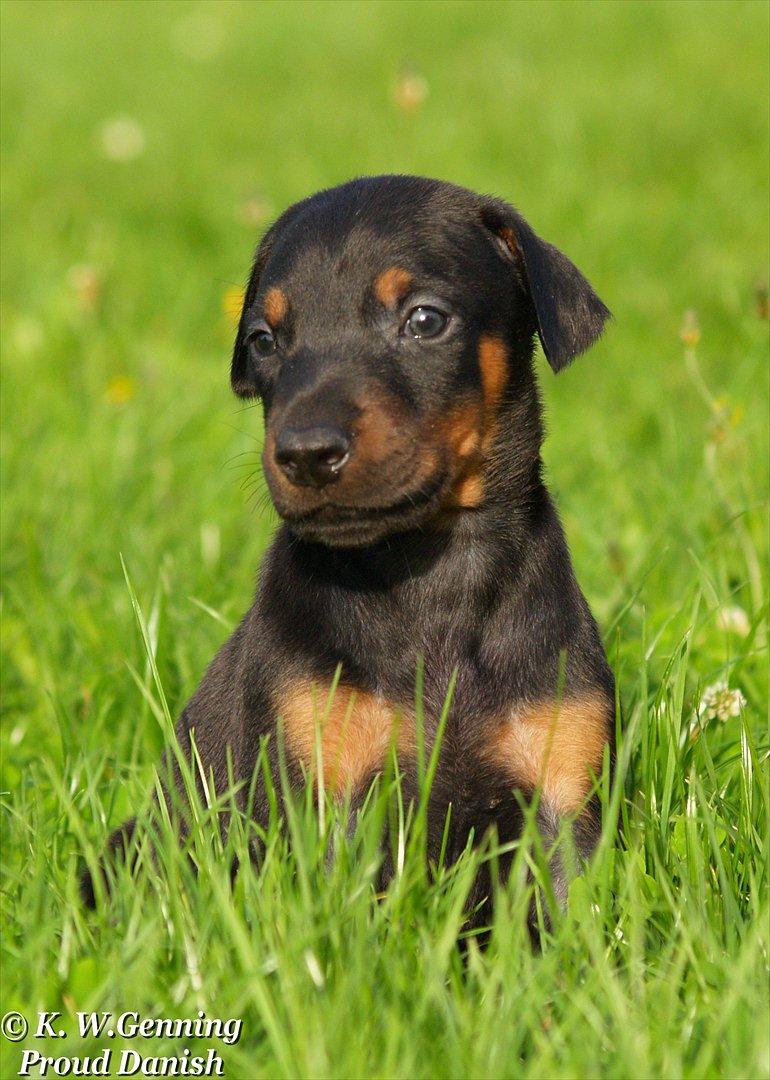 Dobermann Proud Danish Damian (Simba) - 4½ uge billede 1