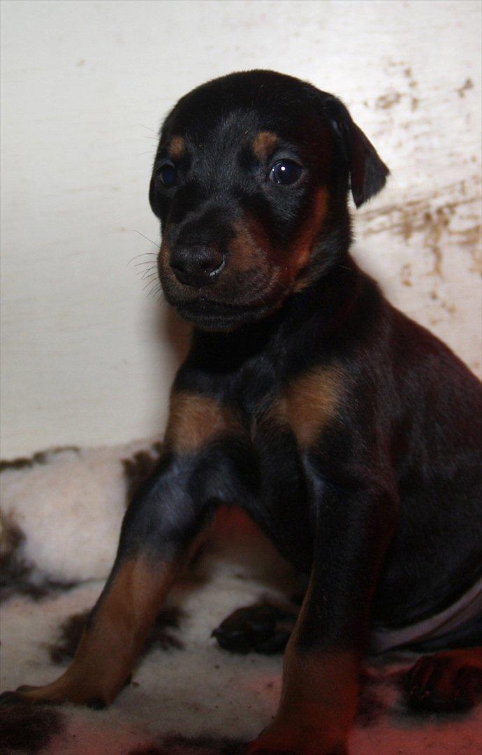 Dobermann Proud Danish Damian (Simba) - 4 uger billede 4