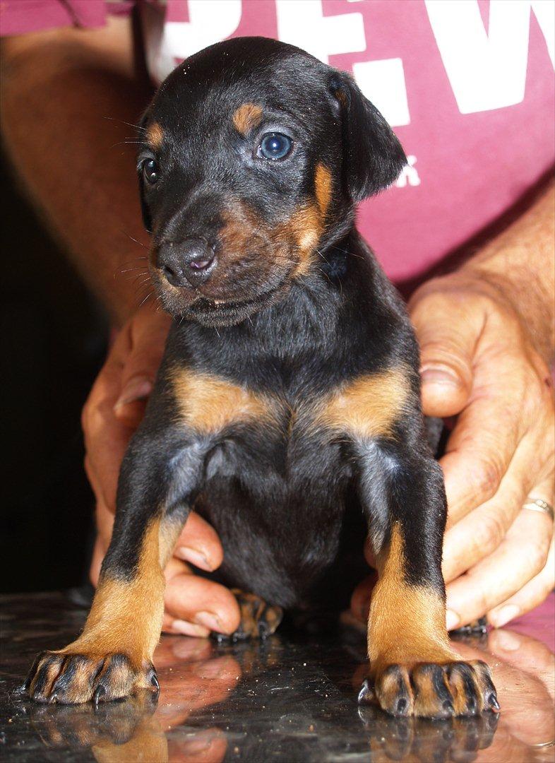 Dobermann Proud Danish Damian (Simba) - 4 uger billede 5