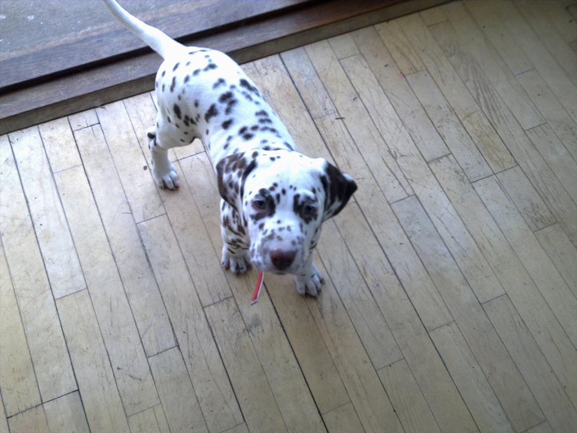Dalmatiner Trunte - Velkommen til Trunte's Profil billede 1
