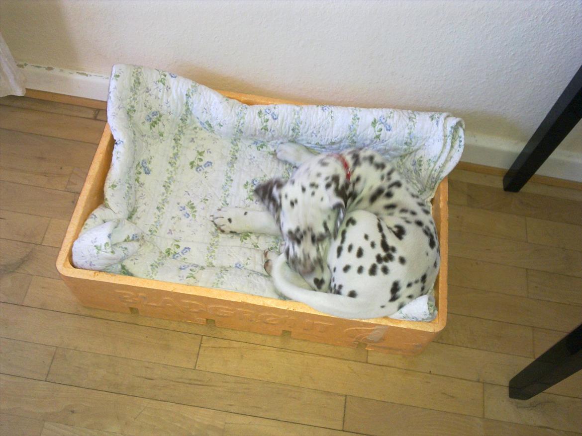 Dalmatiner Trunte - Trunte da vi fik hende i sin ''kurv'' billede 2