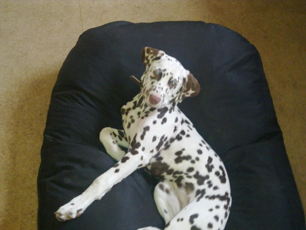 Dalmatiner Trunte - Da hun var blevet lidt større billede 3