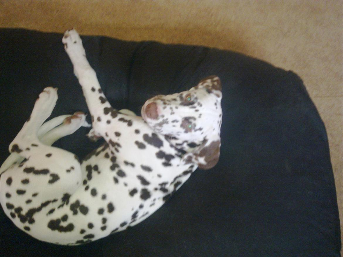 Dalmatiner Trunte - Søde hunnis billede 4