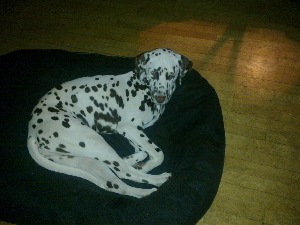 Dalmatiner Trunte - Elsker sin kurv billede 5