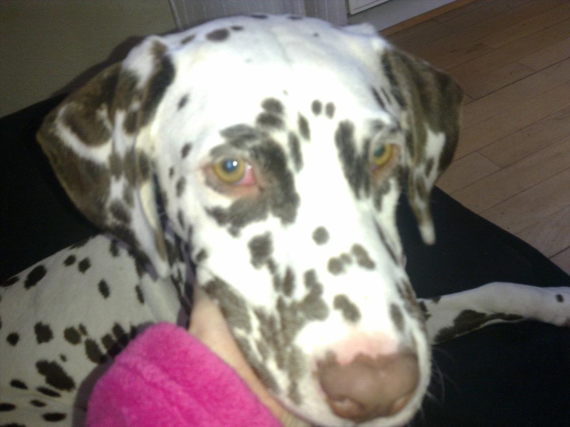 Dalmatiner Trunte - Hehe en hyggelig søndag morgen billede 6