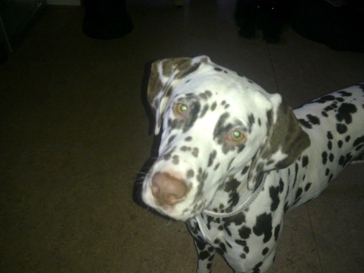 Dalmatiner Trunte - Hun var have min mad tossi billede 7