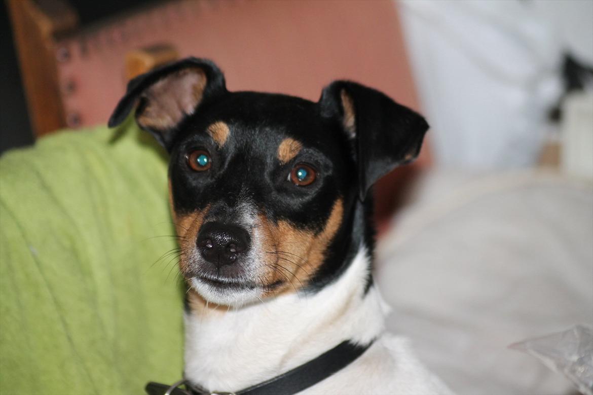 Foxhound Fimbe billede 1