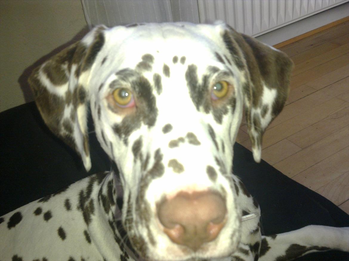 Dalmatiner Trunte - Tjaa hvad skal jeg sige?! billede 8