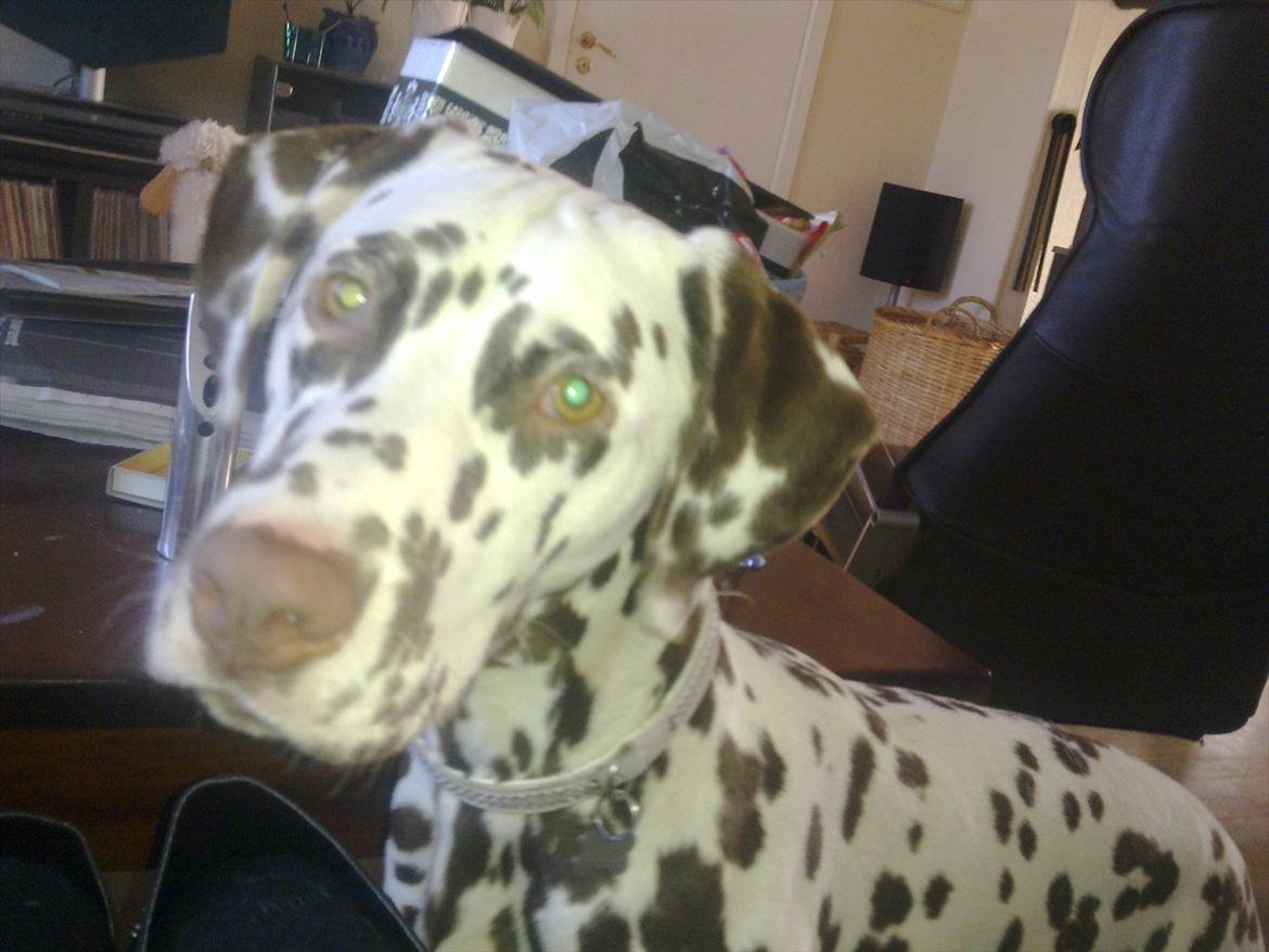 Dalmatiner Trunte - Hehe du skør billede 10