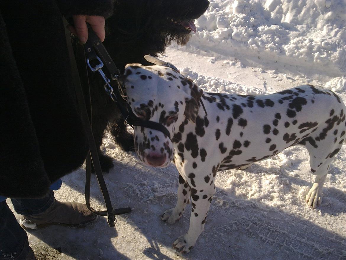 Dalmatiner Trunte - Trunte med grime på og nej den gør ikk ondt på hende billede 11