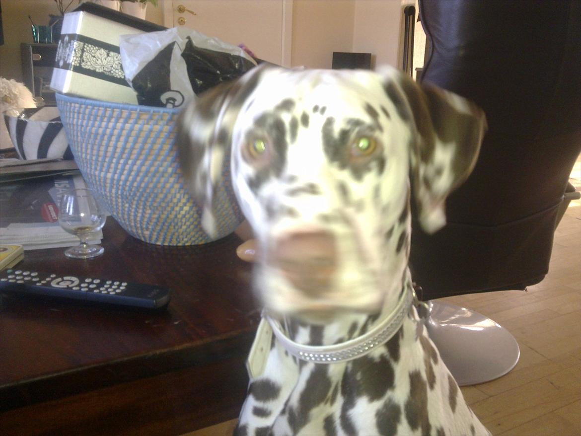 Dalmatiner Trunte - Min dejlige hunde basse ( pige ) billede 12