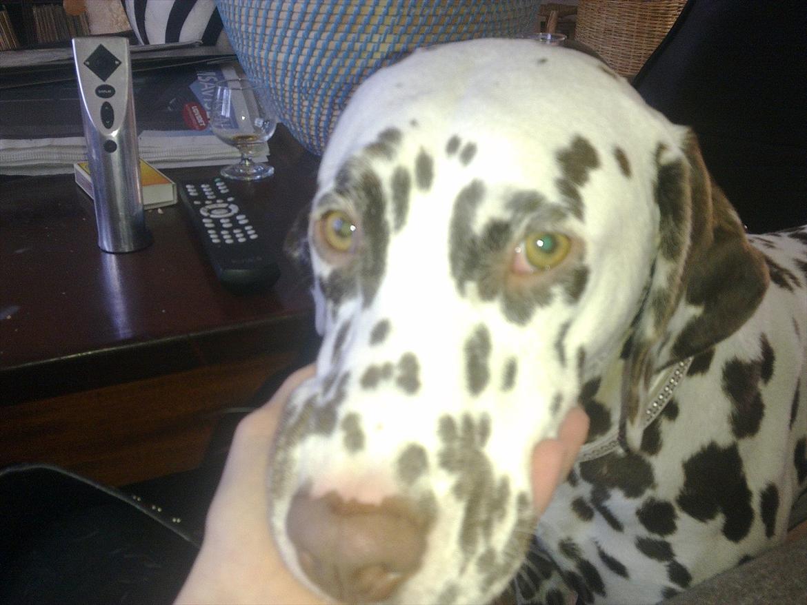Dalmatiner Trunte - Hun er sååå sød billede 13
