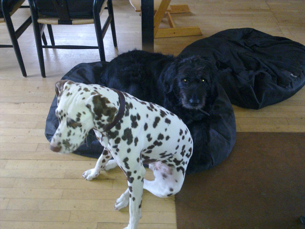 Dalmatiner Trunte - En tidlig tirsdag morgen billede 14