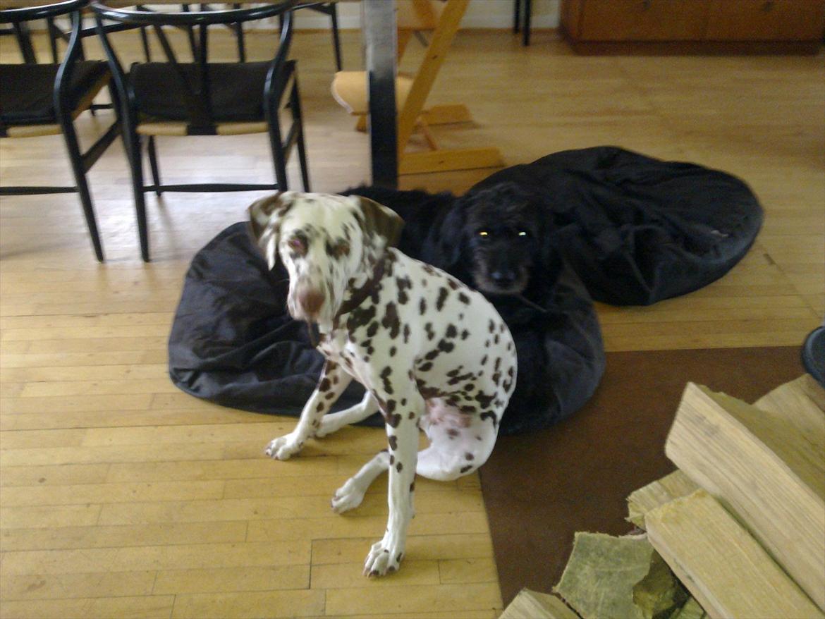 Dalmatiner Trunte - De er så søde billede 15