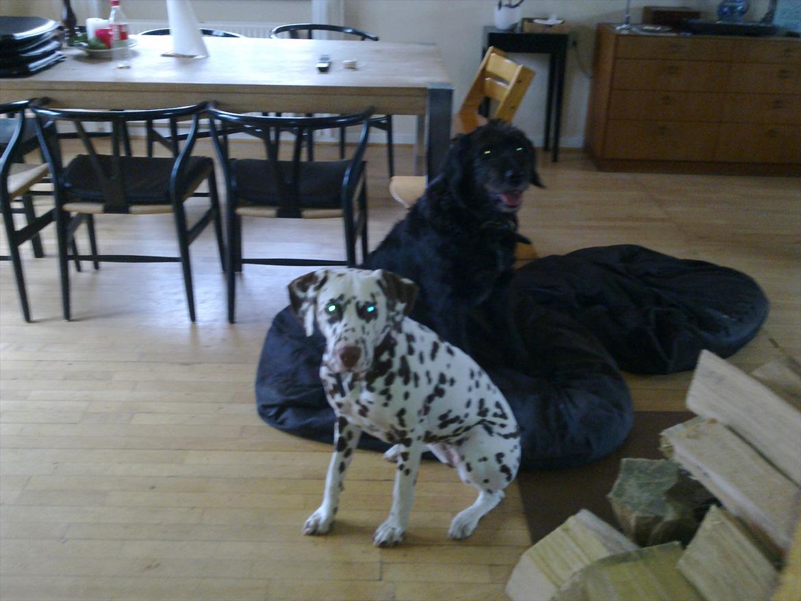 Dalmatiner Trunte - Tjaa billede 16