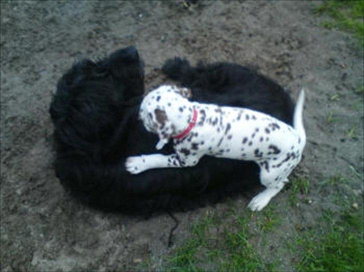 Dalmatiner Trunte - Ja når hun leger med Tøzen ser det sådan ud billede 17