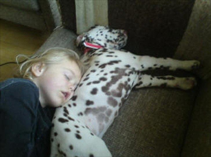 Dalmatiner Trunte - Her er Trunte der sover med min lille søster billede 18