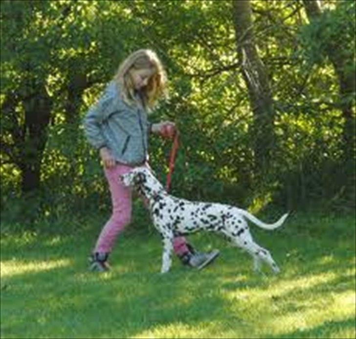 Dalmatiner Trunte - Mig og Trunte til Ringtræning  billede 19