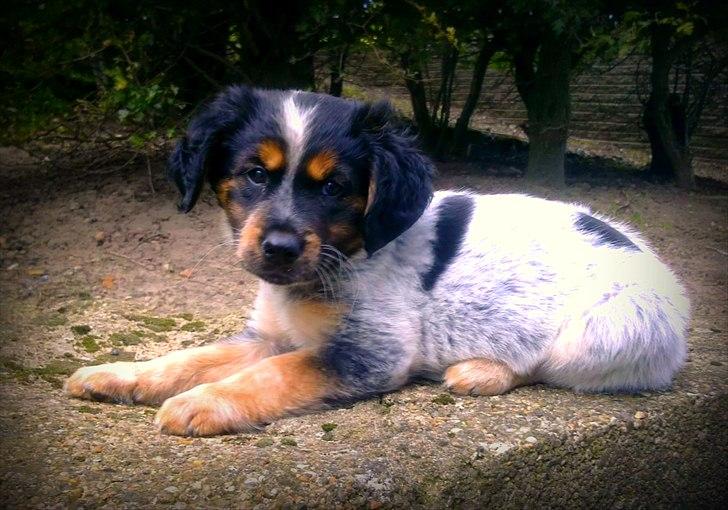 Blanding af racer Milla - Hun er allerede ved, at være godt vant til vores område og kan selv finde hjem. Det kan godt være lidt irriterende engang imellem! :D Hehe. billede 18