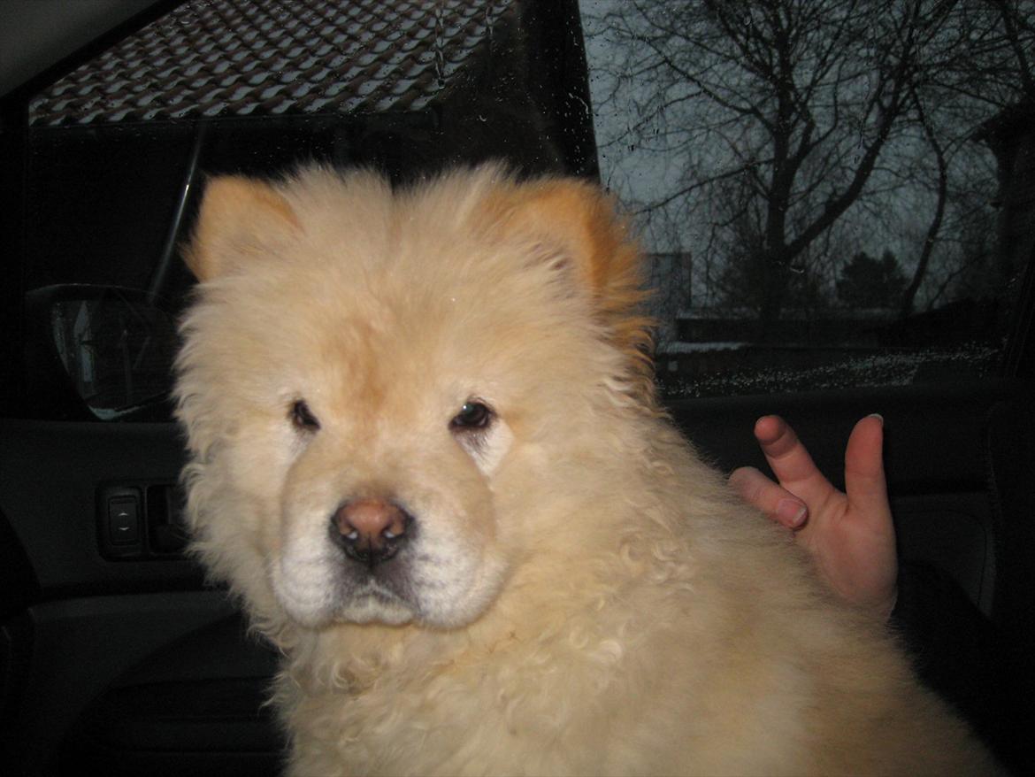 Chow chow Balou Skovgaard Busk billede 1