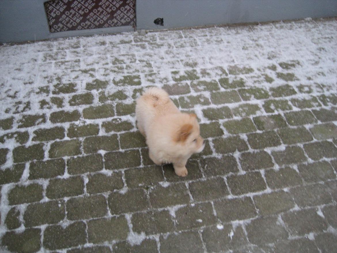 Chow chow Balou Skovgaard Busk billede 2