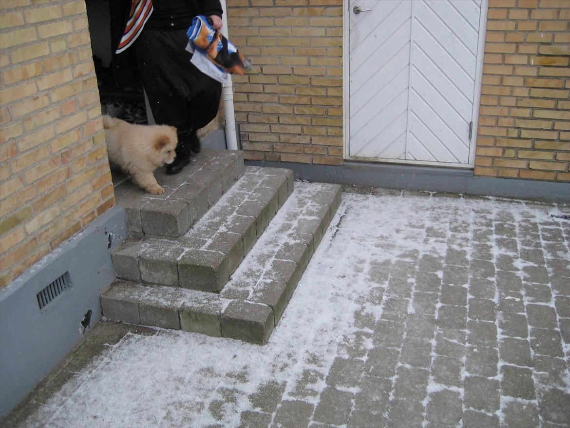 Chow chow Balou Skovgaard Busk billede 3