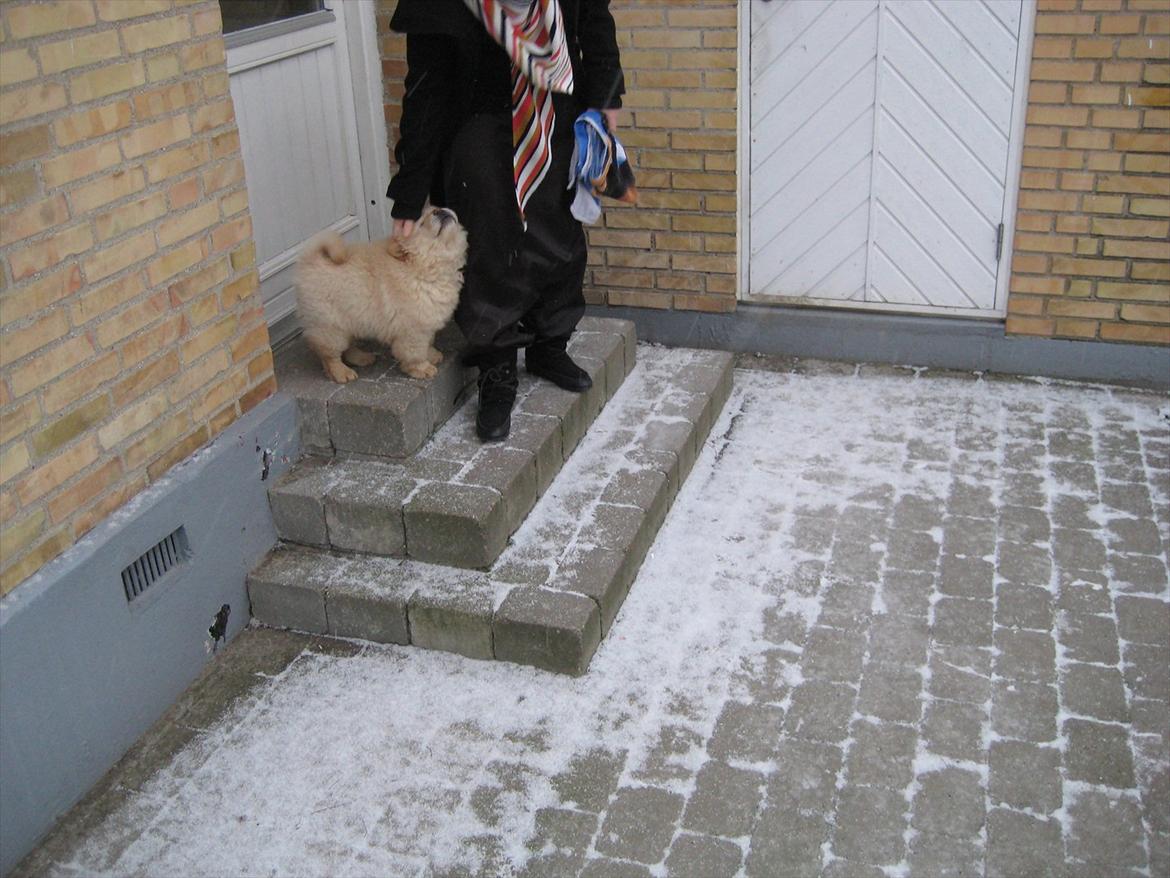 Chow chow Balou Skovgaard Busk billede 4