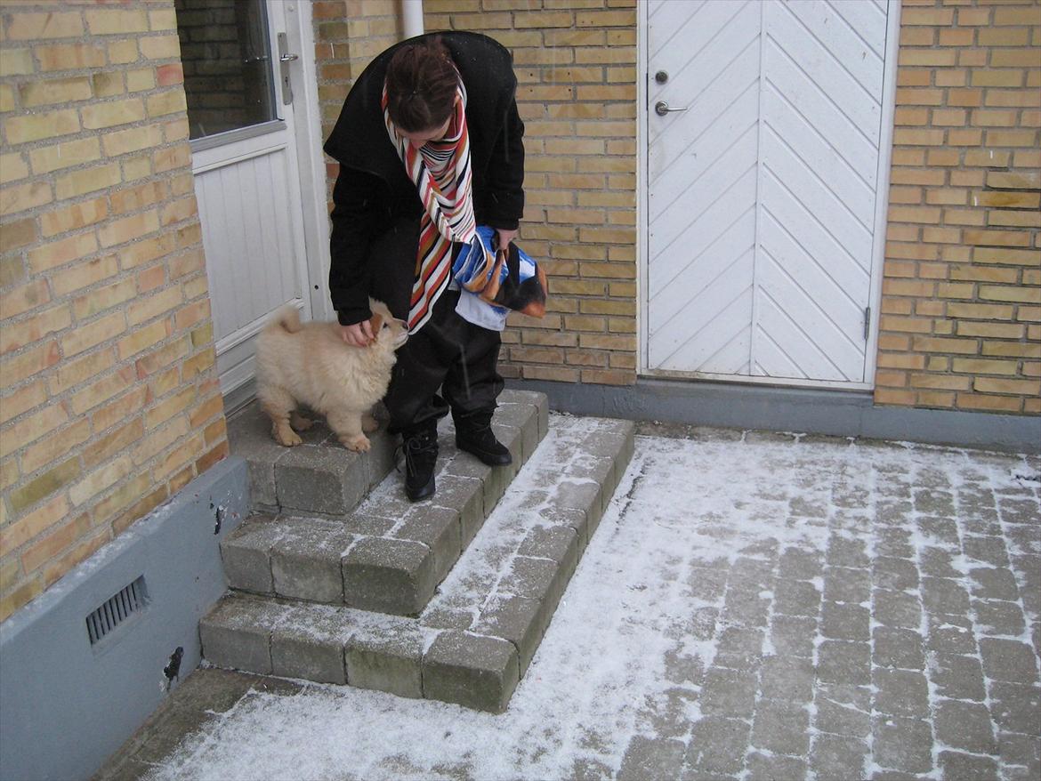 Chow chow Balou Skovgaard Busk billede 5